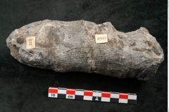 Foto (Seitenansicht) von Calamites communis Ettingshausen (NHMW-GEO-2024-0188-10967)